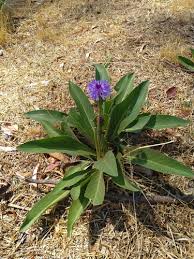 Image result for Vernonia ituriensis