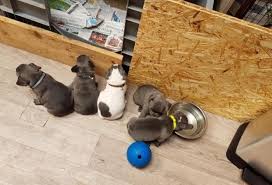 Maybe you would like to learn more about one of these? Prachtige Blauwe Franse Bulldog Pups