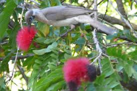 These pom pom tree are customizable and available in all plant varieties. Australian Native Birds And Plants Fruits Of Heart