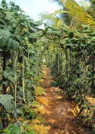 Image result for Vigna comosa