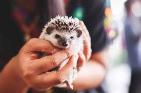 Pin On Beauty Thru Animals