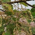 Image result for Alchornea cordifolia