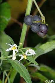 Image result for Solanum chenopodioides