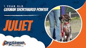 Maybe you would like to learn more about one of these? German Shorthaired Pointer Before After Heel Lesson Top Dog Trainer Northern Virginia Youtube