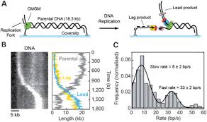 Daniel liden scientists use various methods to detect methylation in dna samples. Tunability Of Dna Polymerase Stability During Eukaryotic Dna Replication Biorxiv