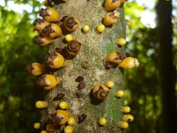 Image result for Apodanthaceae