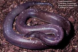 Image result for Lotononis serpentinicola