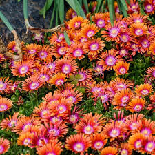 Image result for Delosperma mahonii