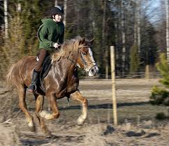 We are run by lgbt+ people. Le Finlandais Un Finlandais Au Galop Monte Par Un Jeune Cavalier Cheval Galop Cheval Galop