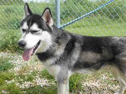 Beautiful Husky Asia Found In Tampa Bay Area Florida Petharbor Com Animal Shelter Adopt A Pet Dogs Cats Puppies Animal Shelter Animals Humane Society