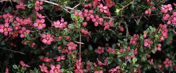 Image result for Escallonia