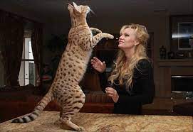 dunyanin en buyuk 8 evcil kedi turu foto galerisi