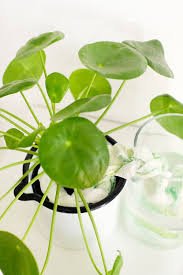 Diy Bewasserungssystem Mit Zewa Wisch Weg Bewasserung Bewasserungssystem Pflanzenbewasserungssystem