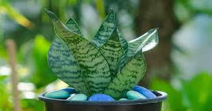 Variegated snake plant (sansevieria trifasciata 'laurentii') Bird S Nest Snake Plant Sansevieria Hahnii Growing And Care