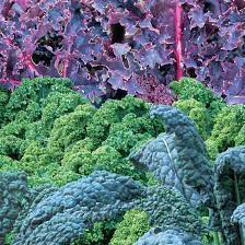 Grow in summer and into fall. Growing Kale Varieties For The Fall Garden Mother Earth News