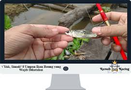 Diposting oleh unknown di 12.30. Yuk Simak 8 Umpan Ikan Baung Yang Wajib Diketahui