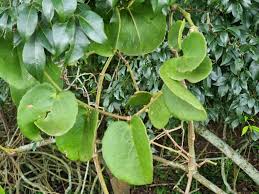 Image result for Cissus cornifolia