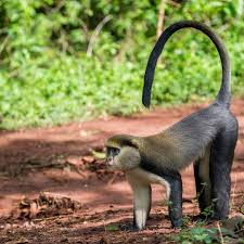 Image result for Monotes africanus