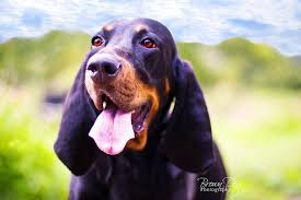 Black And Tan Coonhound For Sale In Texas Pin On Coonhounds Other Hounds