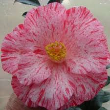 Camellia Japonica Anita Camellia Flowers Plants