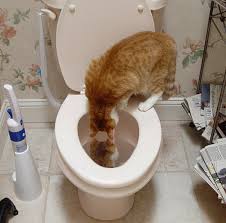 Check spelling or type a new query. Cat Drinking Klo Gif Find On Gifer