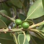 Image result for Manilkara concolor