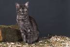 Egyptian Mau Breeder & Kittens for Sale from Belle Hollow ...