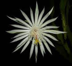 Check spelling or type a new query. Almost Eden White Orchid Cactus Epiphyllum Indoor Plants Almost Eden