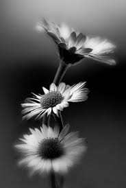 Black And White Flower Photography Found On Whitenoten Tumblr Com Via Tumblr White Art White Photography Black And White Photographs