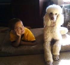 The grand canyon state offers all the incentive you need to visit one of the greatest landmarks in the united states. 5 Best Poodle Breeders In Arizona 2021 We Love Doodles