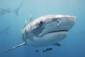 When is shark week this year 2021. Shark Week 2021 Schedule Your Guide To All 32 Specials Ew Com