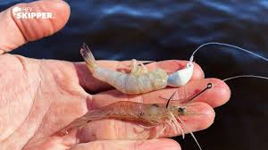 Be sure to adjust the cooking time depending on the size of the shrimp. This Rig Catches So Many Fish Dead Shrimp Vs Live Shrimp Youtube