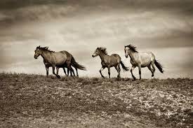 The Secret Lives Of Horses Scientific American