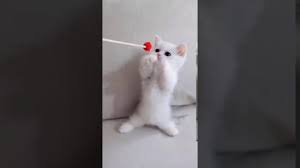 Minnos Yavru Kediler Kitten Cok Tatlilar Youtube