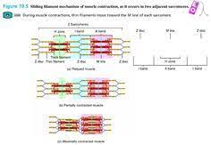 Sliding Filament Mechanism Of Muscle Contraction Anatomy And Physiology Study Notes Nursing Study