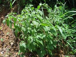Image result for Solanum torreanum