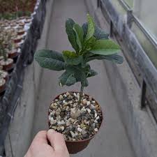 Image result for Adenia repanda