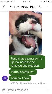 Download the perfect cat mouth pictures. Cat S Mouth Tumor Album On Imgur