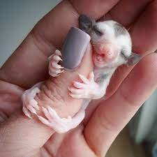 Check spelling or type a new query. 18 Makanan Sugar Glider Bayi Joey Dewasa Kesukaan Favorit