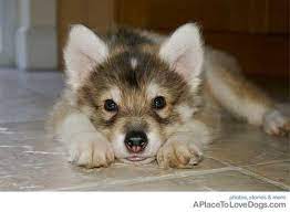 Utonagan Siberian Husky German Shepherd Alaskan Malamute Shepherd Mix Puppies German Shepherd Husky Mix German Shepherd Husky