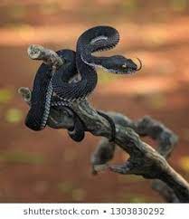 Black Viper Trimeresurus Purpureomaculatus Manggrove Pit Viper Venomous Snake Pit Viper Snake Illustration Viper