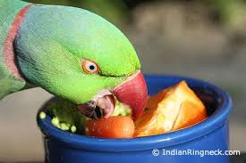 Green Bird With Red Ring Around Neck Indian Ringneck Parrot Diet Bing Images Parrot Diet Parrot Pet Bird