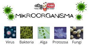 Jenis jenis mikroorganisma tahun 6. Sains Tahun 6 Mikroorganisma Youtube