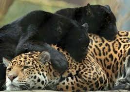 Just Beautiful Big Cats Animals Beautiful Jaguar Animal