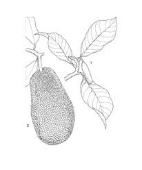 Buah tarap mempunyai keluarga sama dengan buah nangka, tempunik, cempedak, sukun, kulur dan. Artocarpus Integer Prosea Plantuse English