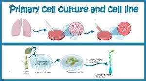 Culture of human stem cells is used to expand the number of cells and differentiate the cells into various somatic cell types for transplantation. Primary Cell Culture And Cell Line Cell Culture Basics Youtube