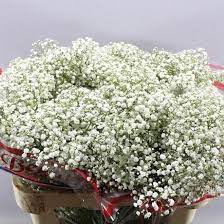 Ten Outrageous Ideas For Your Baby S Breath Flower Buy Uk Flowers Uk April Flowers Gypsophila