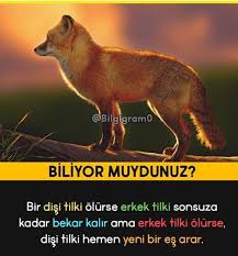 Birbassavci Nurgullk Adli Kullanicinin Ilginc Bilgiler Panosundaki Pin 2020 Gizli Bilgi Hayvan Mizahi Biliyor Muydunuz
