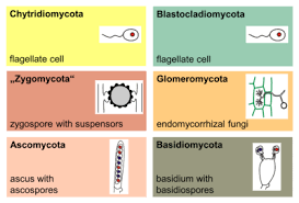 Fungus Wikipedia