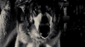 White wolf art wallpaper 1920x1200 11180. Best Anime Wolf Scary Gifs Gfycat